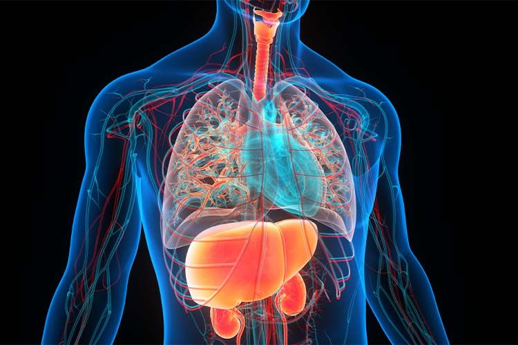 About Combined Liver-Kidney Transplant