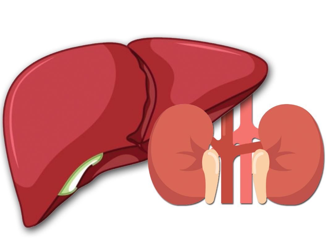 About Combined Liver-Kidney Transplant