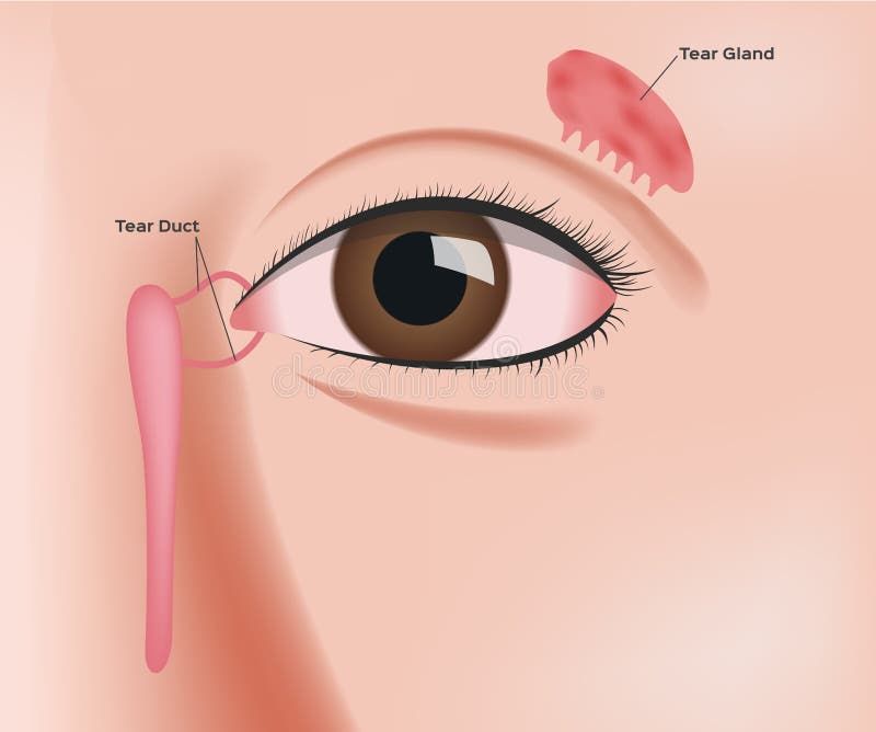 During a dacryocystorhinostomy