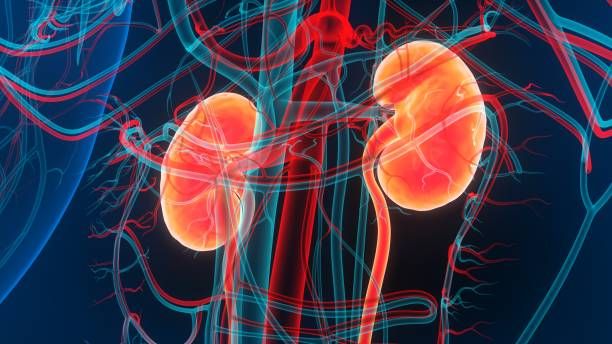 Symptoms of Nephrological Diseases