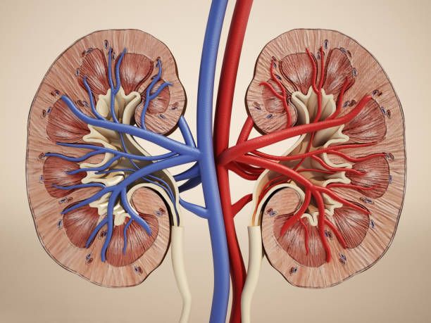 Treatments for Nephrological Diseases