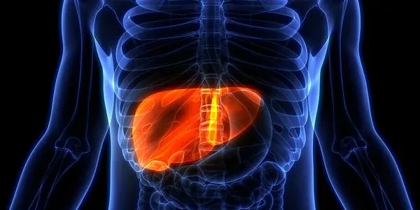 Liver Transplant: Criteria, Surgery, Procedure & Recovery